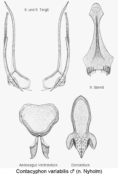 contacyphon_variabilis.gif