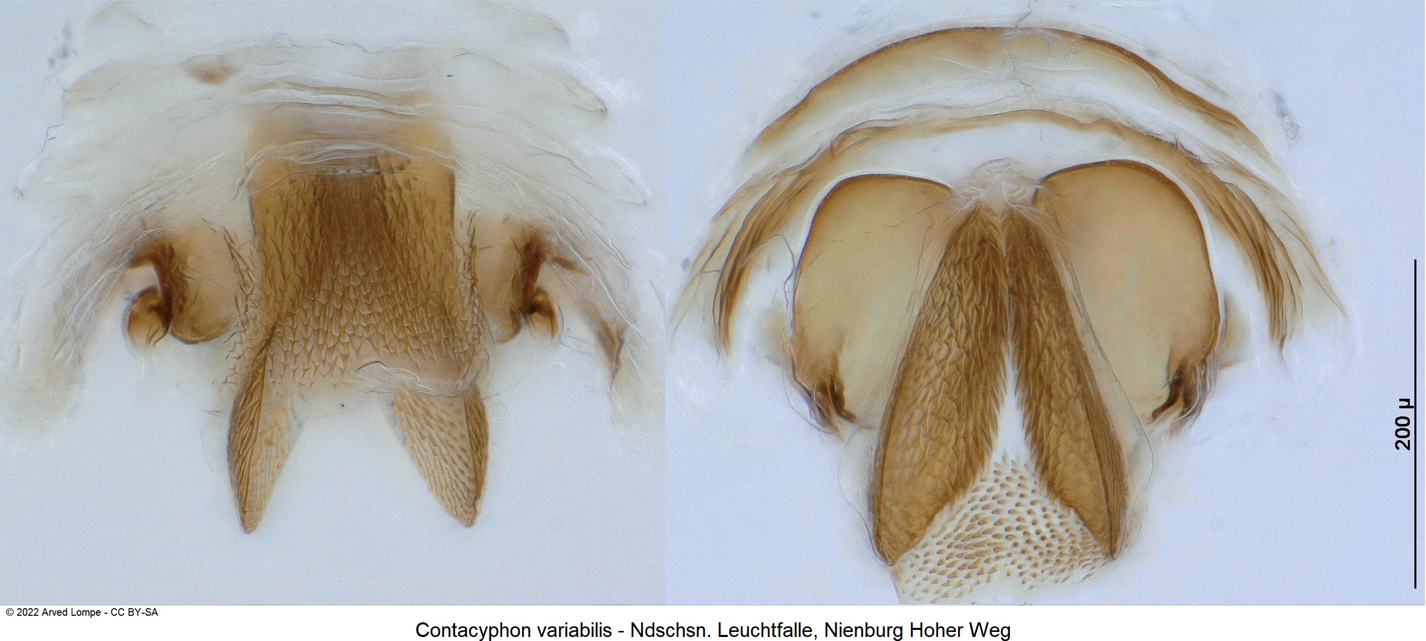 contacyphon_variabilis_bur-1.jpg
