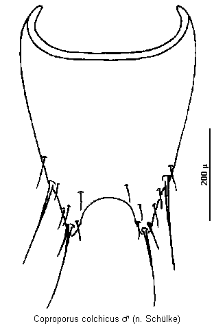 coproporus_colchicus_sternitviii.gif
