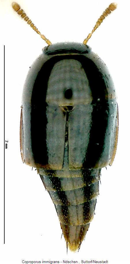 coproporus_immigrans_hab.jpg
