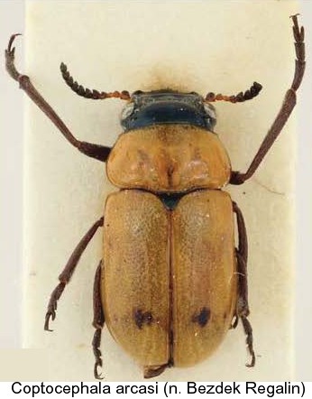 coptocephala_arcasi.jpg