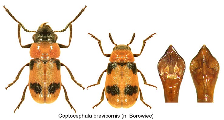 coptocephala_brevicornis.jpg