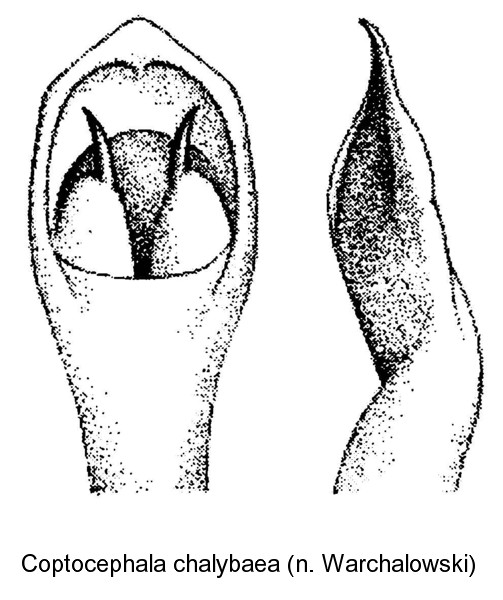 coptocephala_chalybaea_aed.jpg