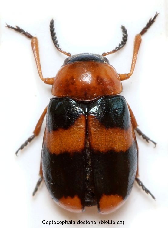coptocephala_destinoi.jpg
