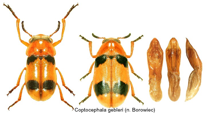coptocephala_gebleri.jpg