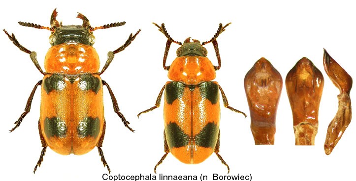 coptocephala_linnaeana.jpg