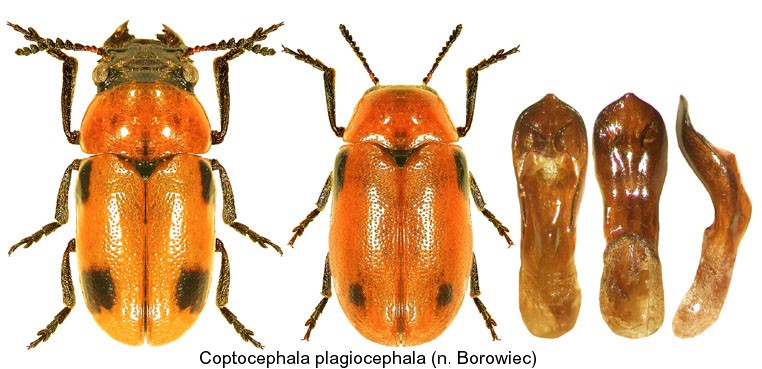 coptocephala_plagiocephala.jpg