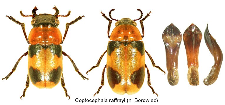 coptocephala_raffrayi.jpg