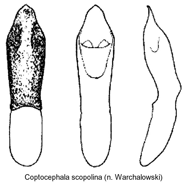 coptocephala_scopolina_aed.jpg