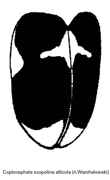 coptocephala_scopolina_alticola.jpg