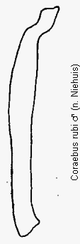 coraebus_rubi_hschn.gif