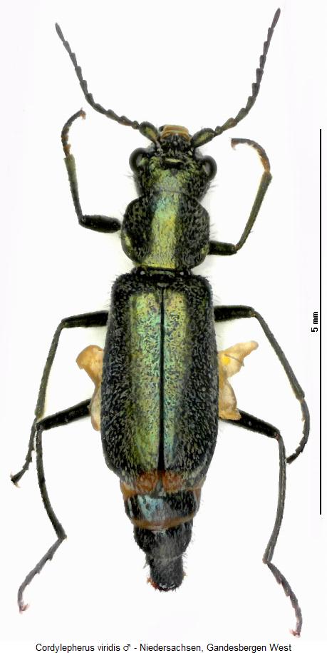 cordylepherus_viridis_hab.jpg