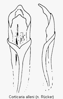 corticaria_alleni.gif