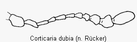 corticaria_dubia_f.gif