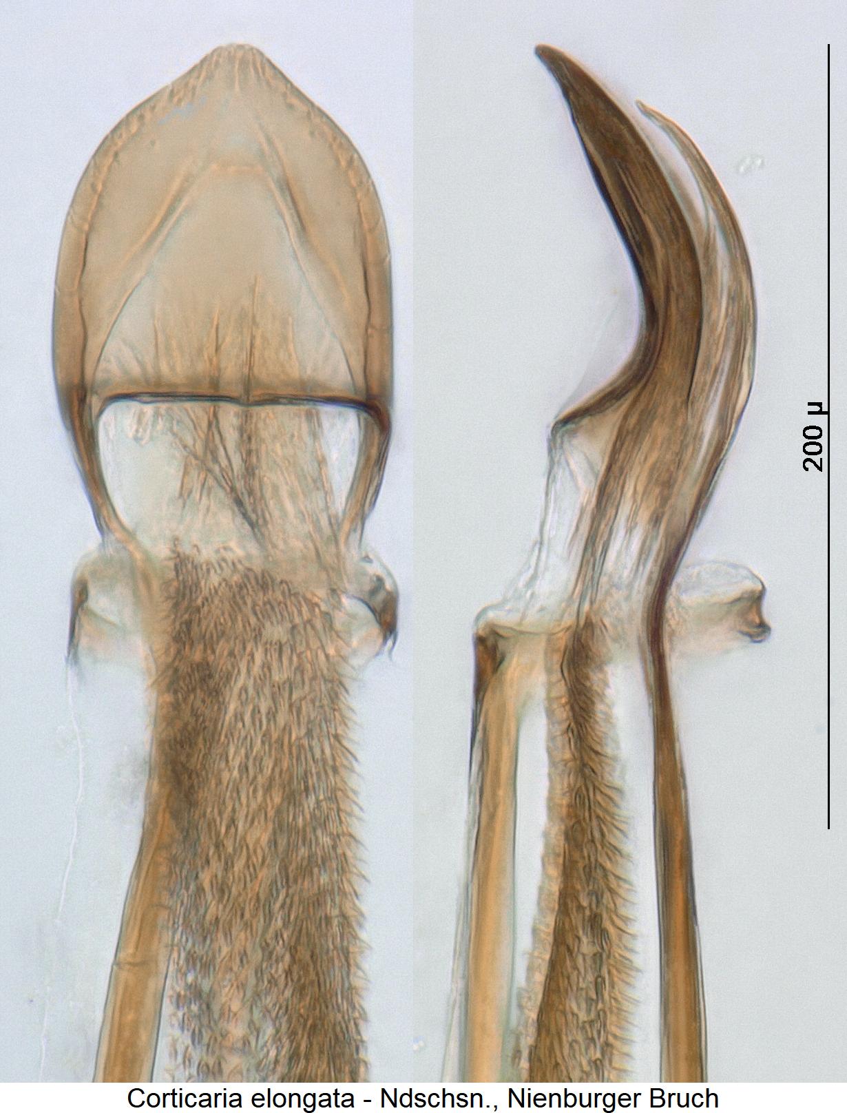 corticaria_elongata1.jpg