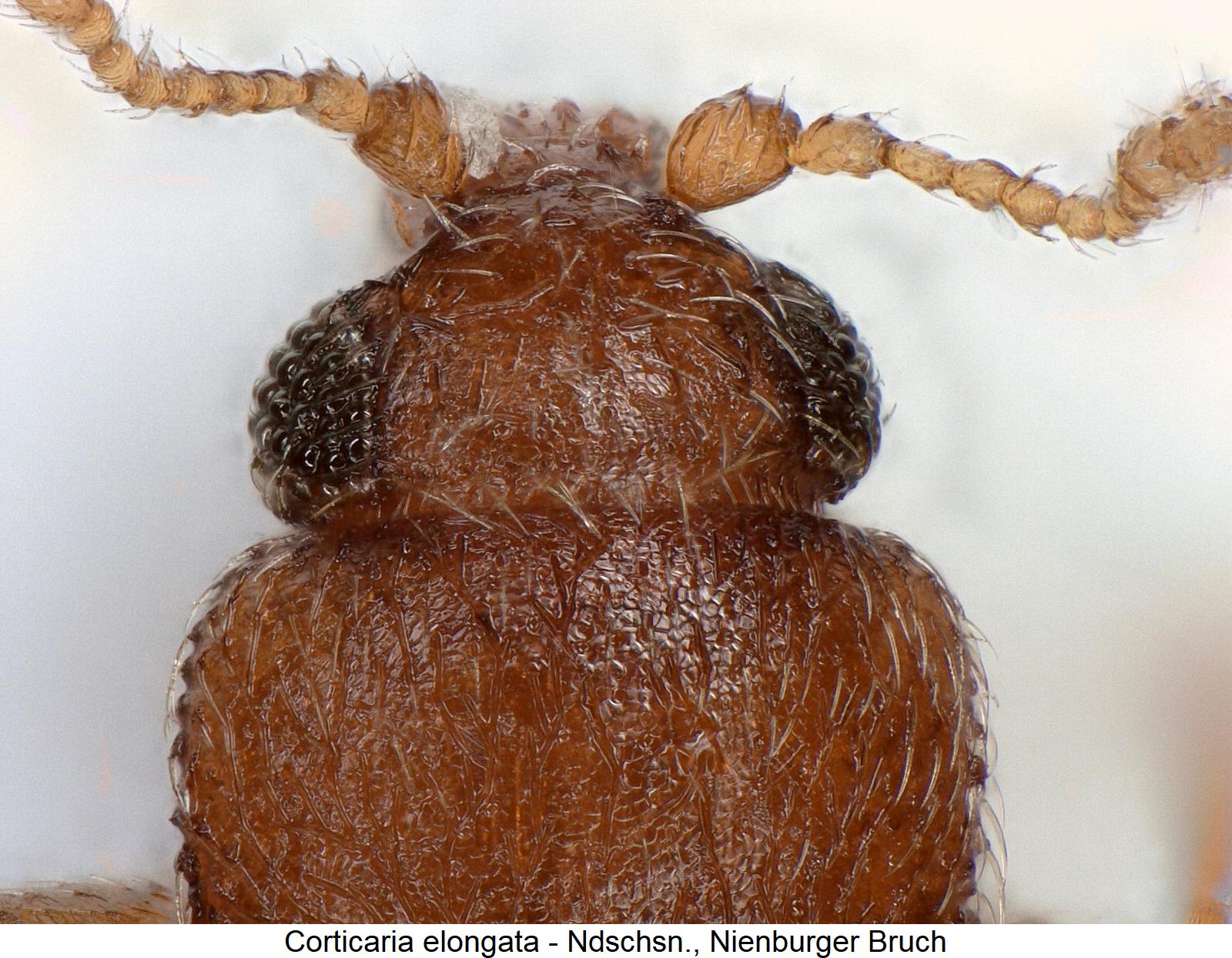 corticaria_elongata_k.jpg
