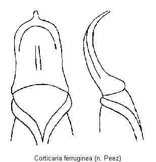 corticaria_ferruginea.gif