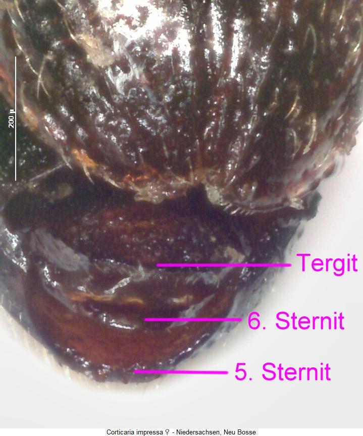 corticaria_impressa_hlb.jpg