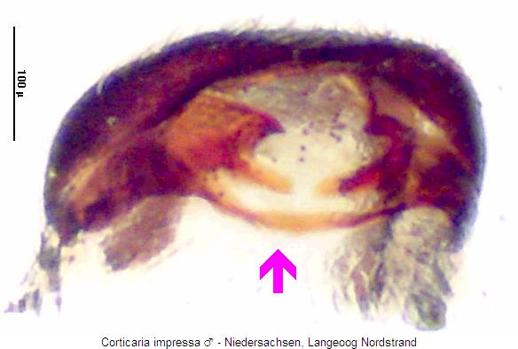 corticaria_impressa_sternit.jpg