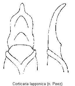 corticaria_lapponica.gif