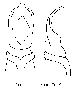 corticaria_linearis.gif