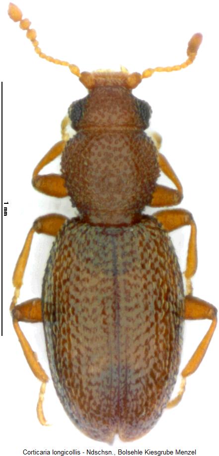 corticaria_longicollis_hab.jpg