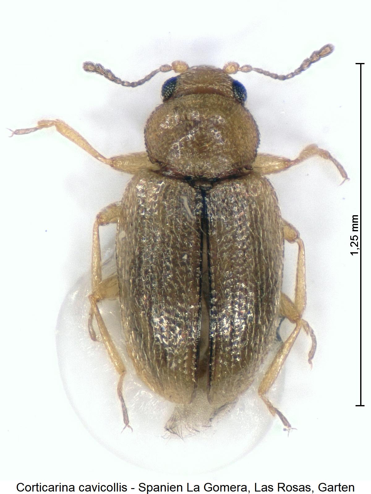 corticarina_cavicollis_hab.jpg
