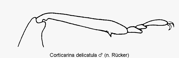 corticarina_delicatula_vschn.gif