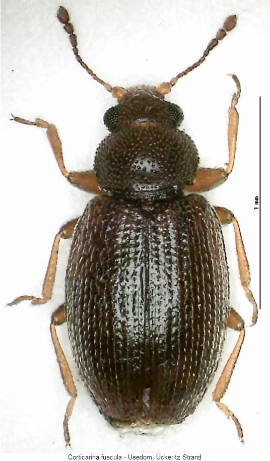 corticarina_fuscula_hab.jpg
