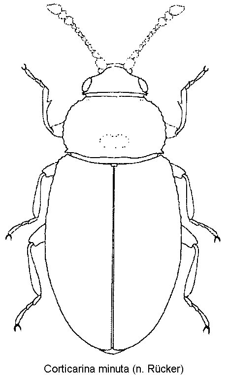 corticarina_minuta_hab.gif