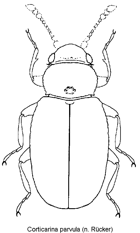 corticarina_parvula_hab.gif