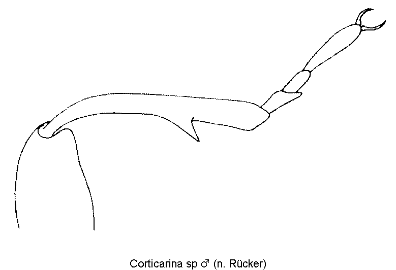 corticarina_sp_m_vschn.gif