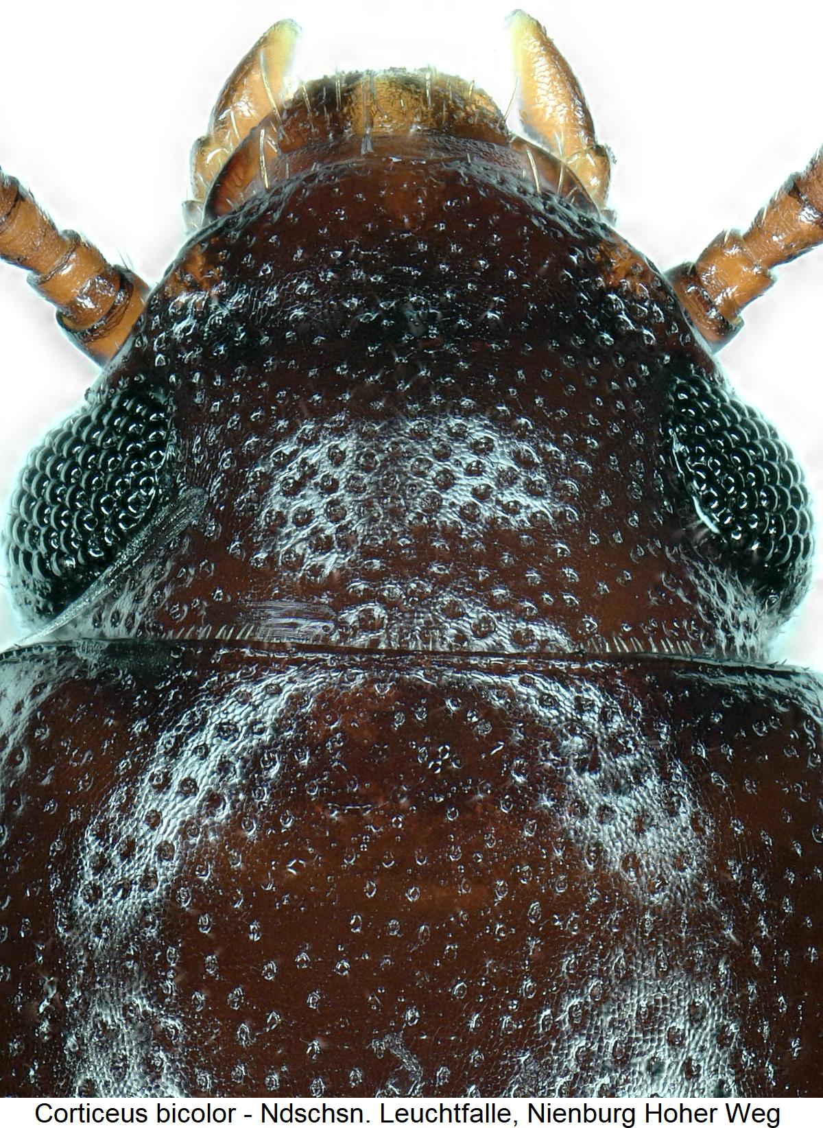 corticeus_bicolor_k1.jpg