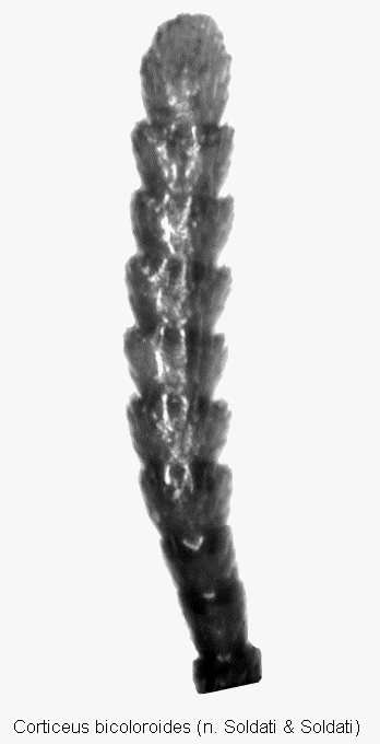 corticeus_bicoloroides_f.gif