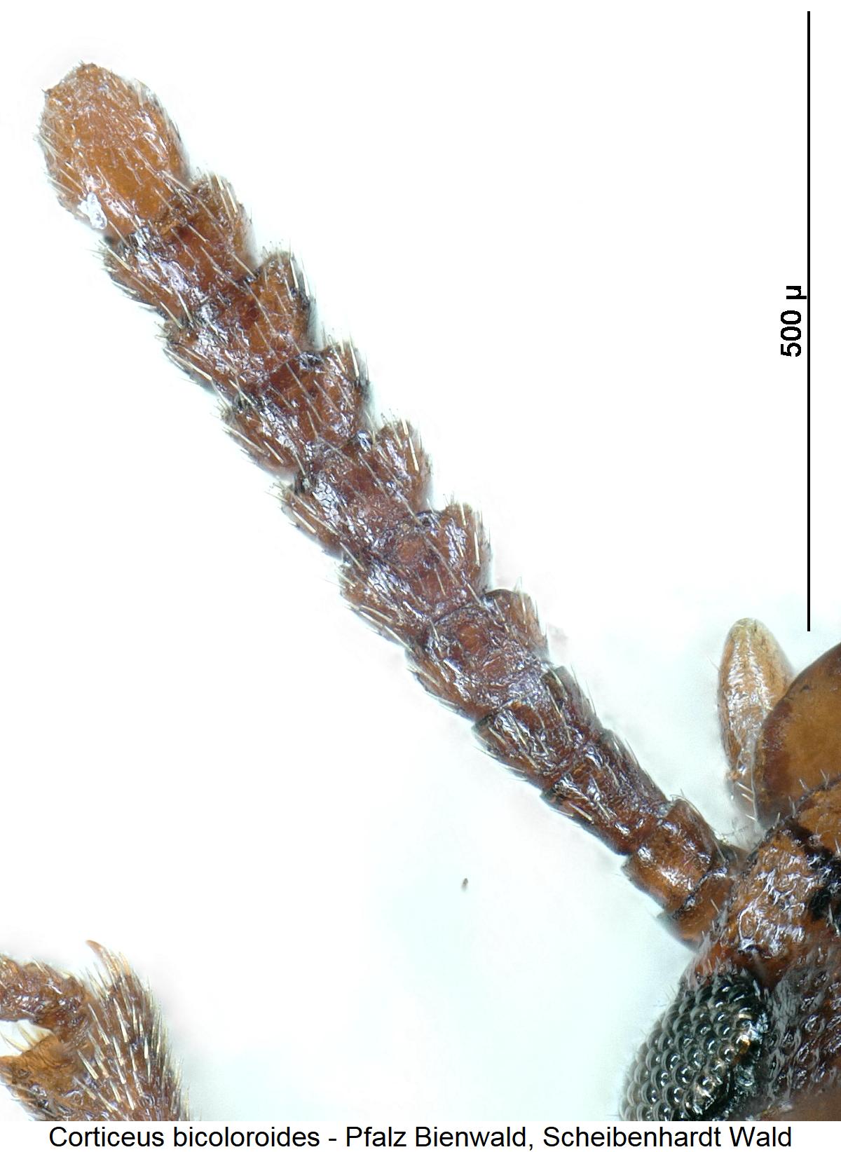 corticeus_bicoloroides_f.jpg