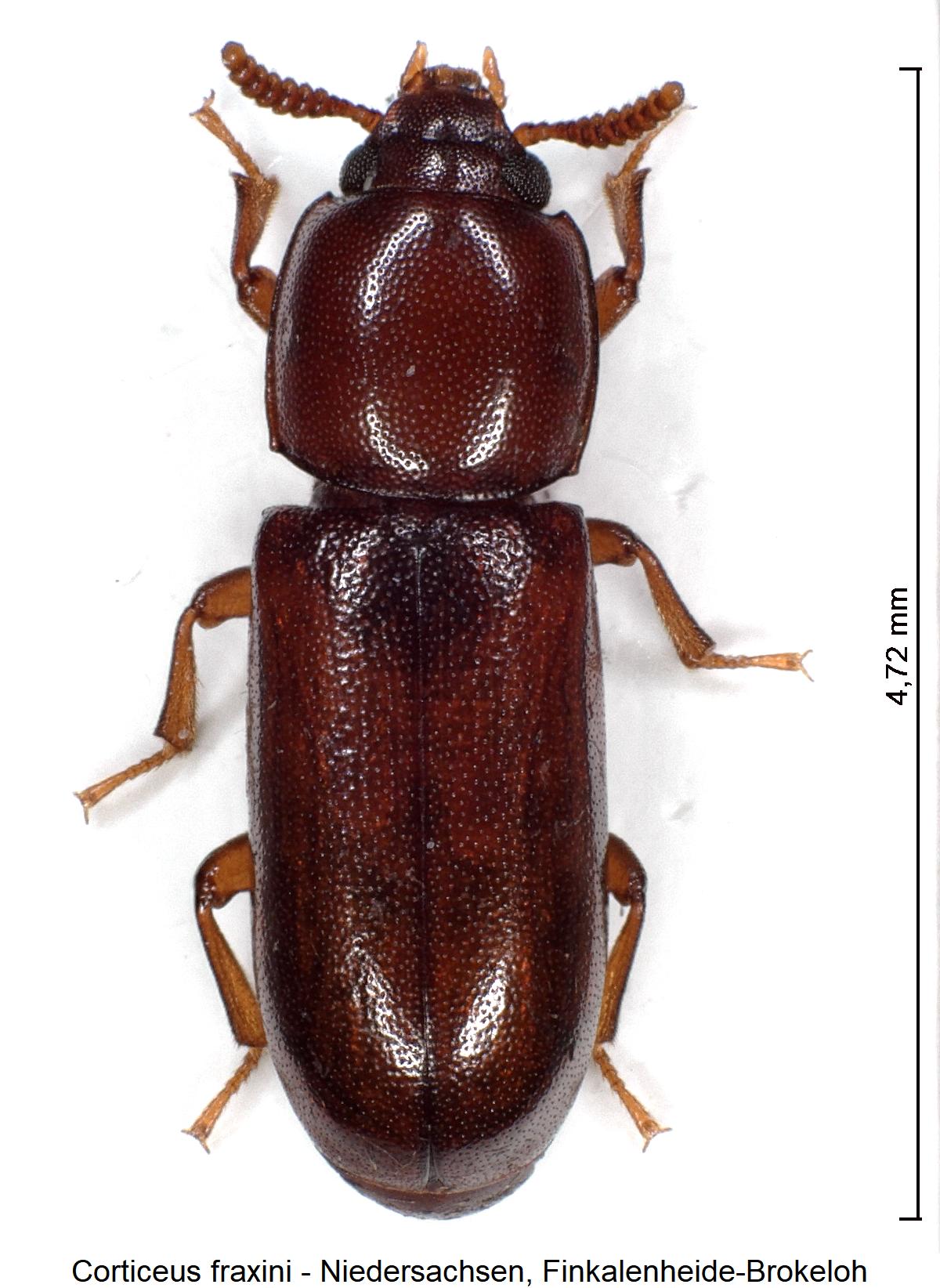 corticeus_fraxini_hab1.jpg