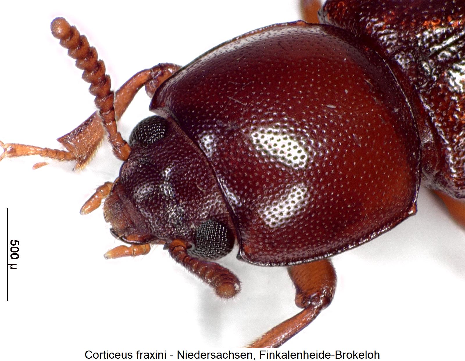 corticeus_fraxini_vk.jpg