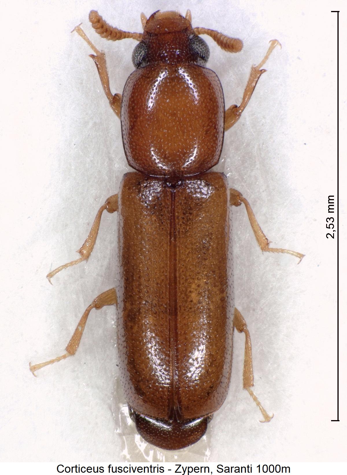 corticeus_fusciventris_hab3.jpg