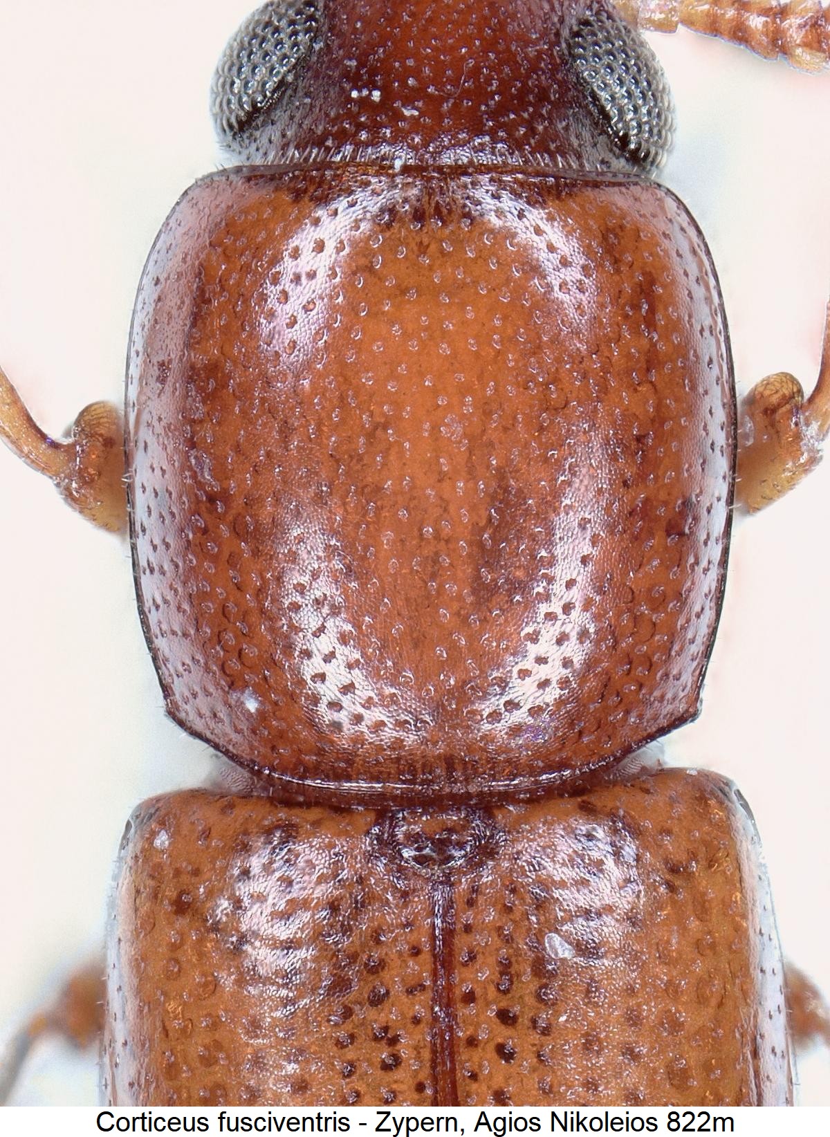corticeus_fusciventris_hsch.jpg