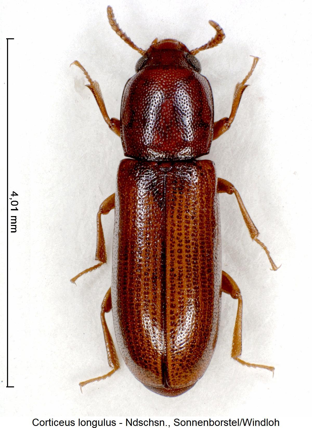 corticeus_longulus_hab.jpg