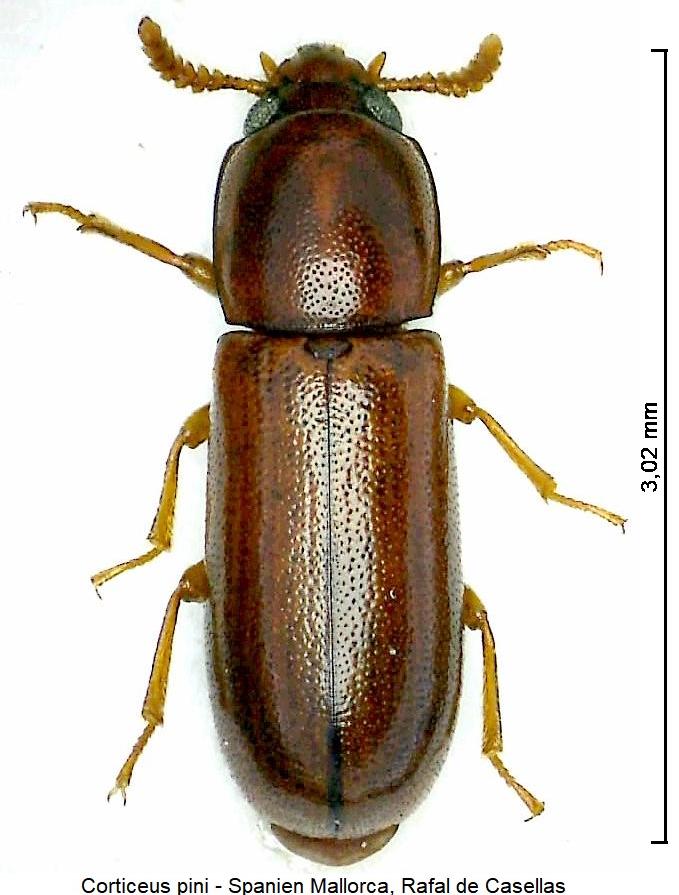 corticeus_pini_hab1.jpg