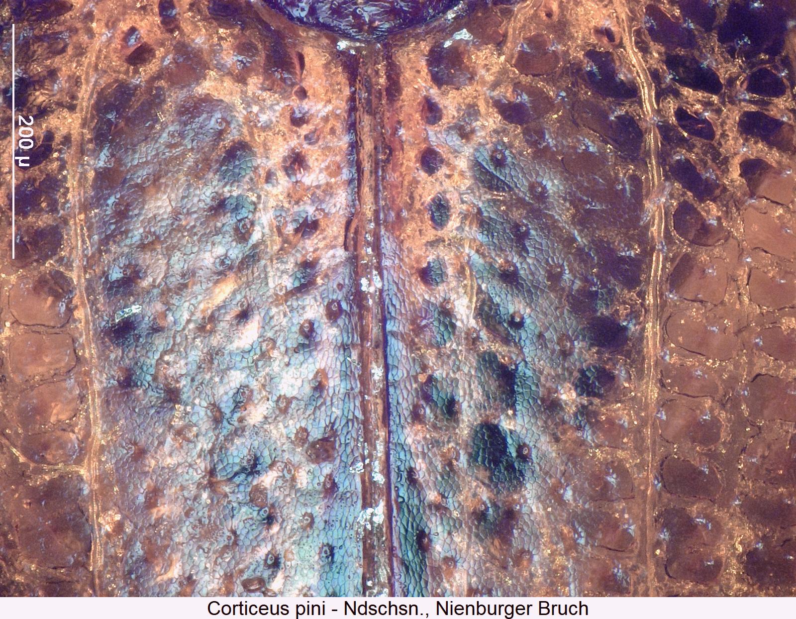 corticeus_pini_ms.jpg