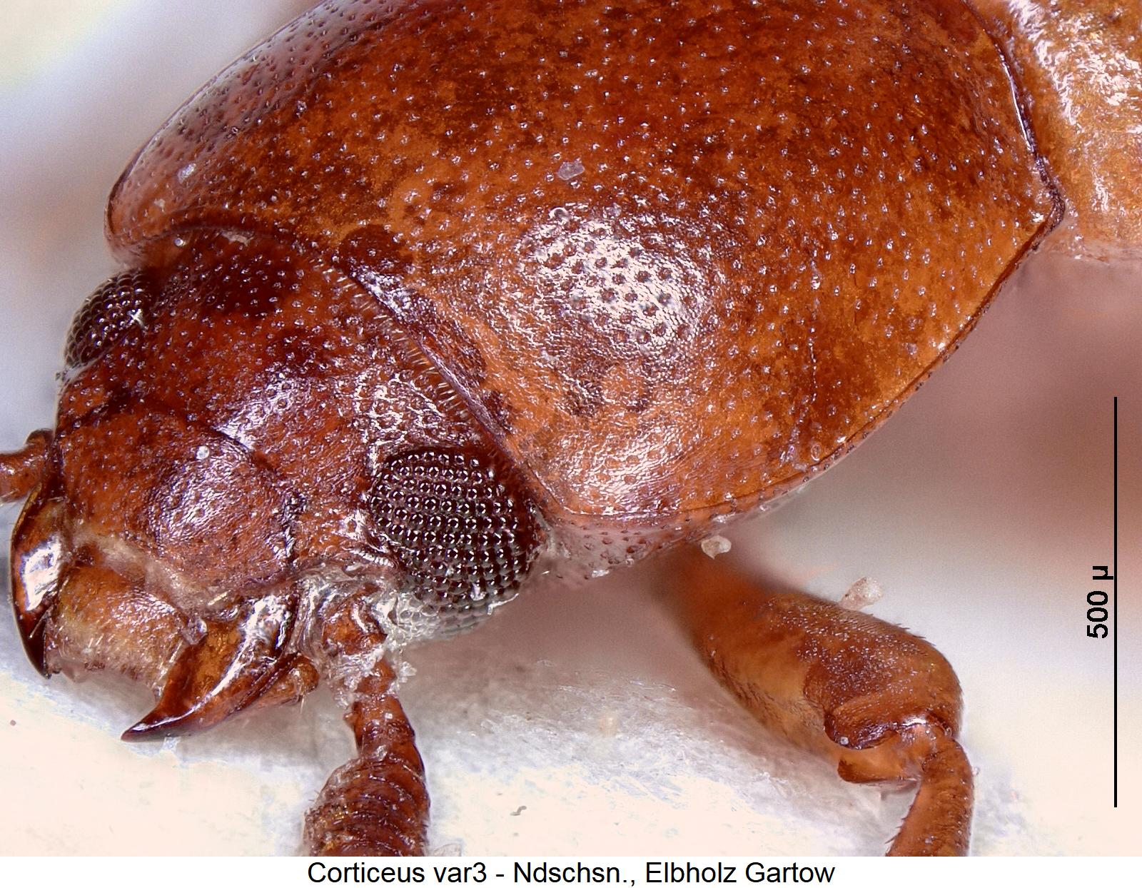 corticeus_sp3_vk.jpg