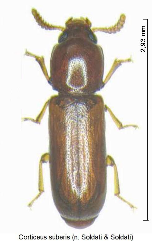 corticeus_suberis_hab.jpg
