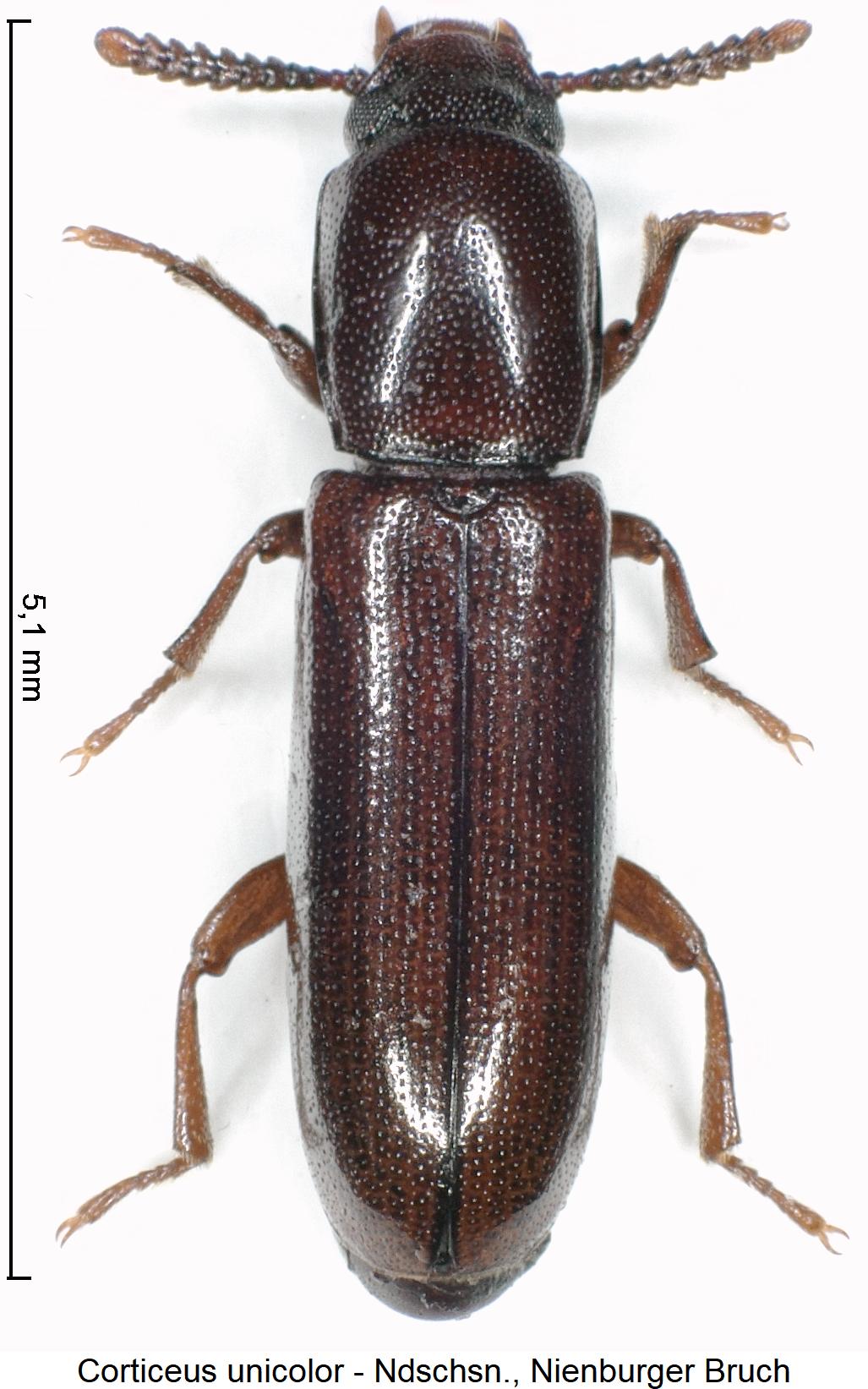 corticeus_unicolor_hab2.jpg
