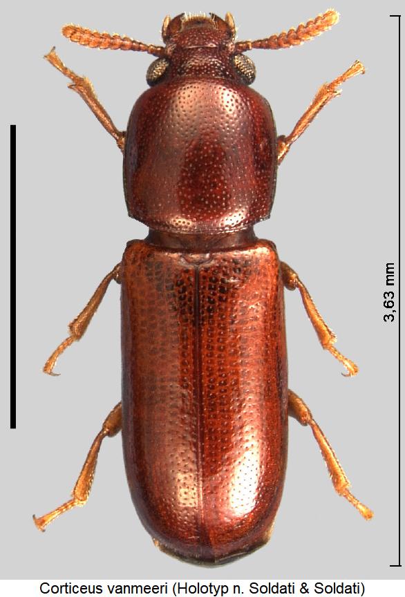 corticeus_vanmeeri_hab.jpg