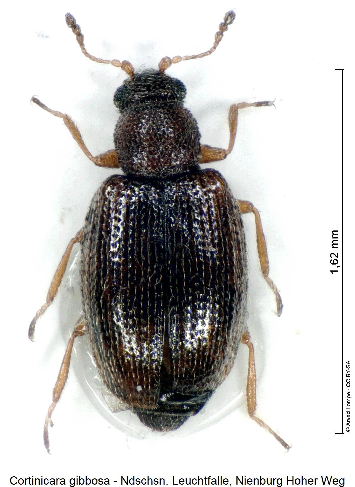 cortinicara_gibbosa_hab1.jpg