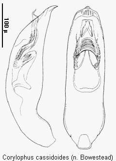 corylophus_cassidoides.gif