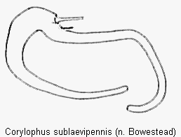 corylophus_sublaevipennis_sperm.gif