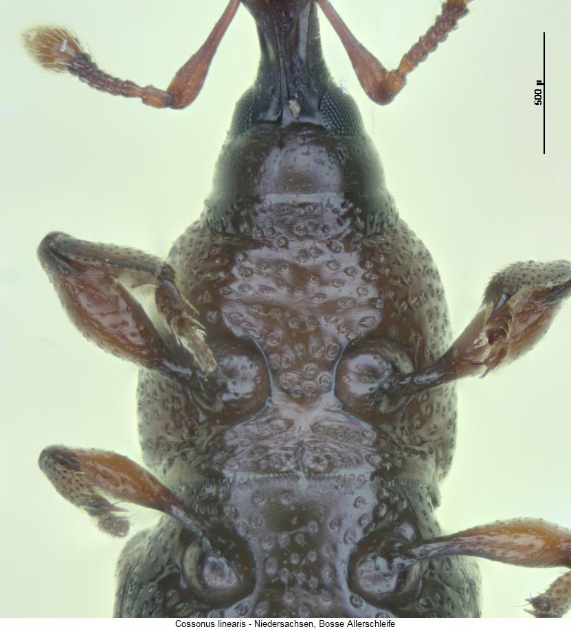 cossonus_linearis_us.jpg